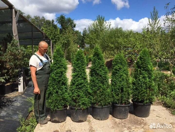 Туи Смарагд и Брабант без посредников и переплат