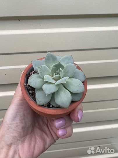 Флорариум суккуленты