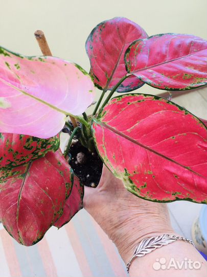 Аглаонемы яркие красавицы