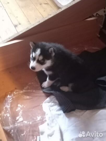 Щенки хаски