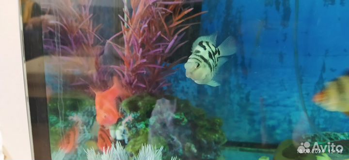 Сапфировый попугай, рыбки