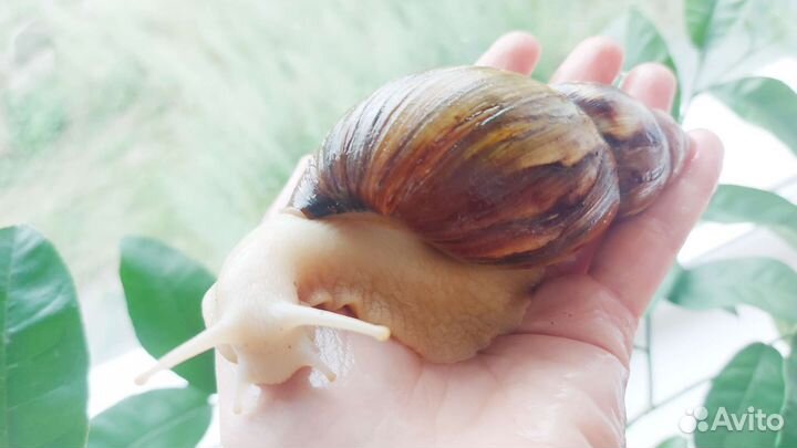 Ахатина гигантская