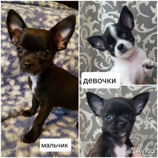 Щенки чихуахуа