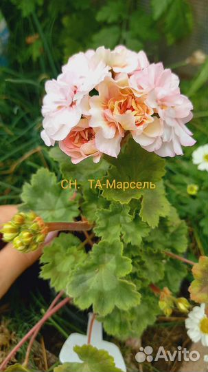 Пеларгония герань