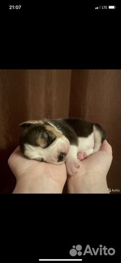 Вязка бигль