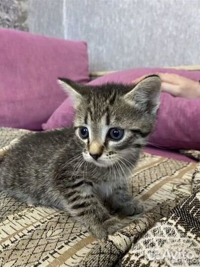 Котенок мальчик