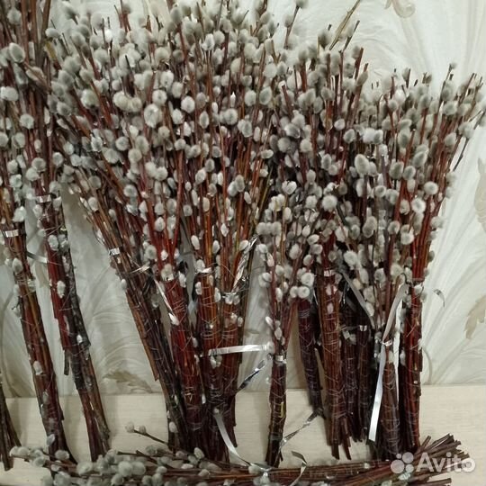 Верба оптом