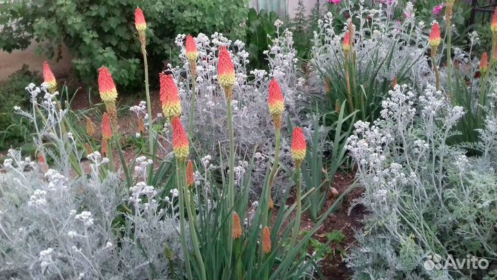 Книфофия для сада