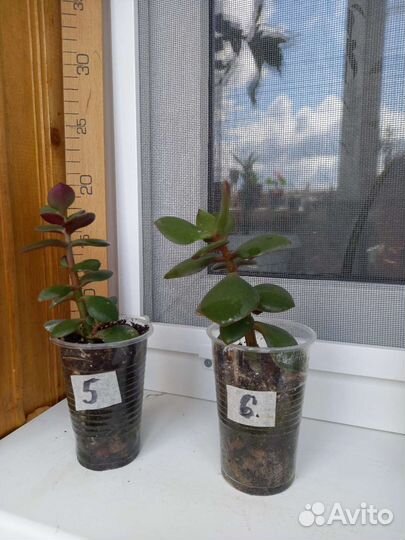 Крассула толстянка денежное дерево