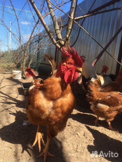 Голошейка, Фавероль. Цыплята, яйцо инкубационное