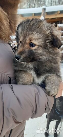 Маленькая собака в добрые руки бесплатно