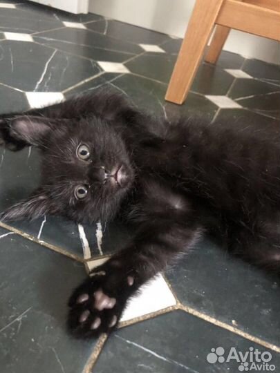 Котики в любящие ручки