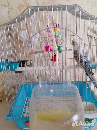 Попугай с клеткой