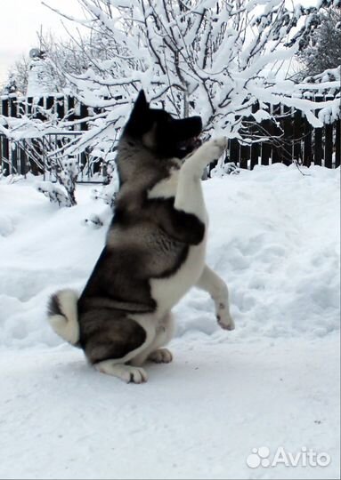 Кобель для вязок. Щенки американской акиты