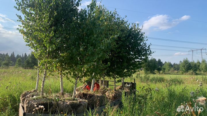 Рябина, Липа, Клен, Ясень, Яблоня,Калина, Дуб