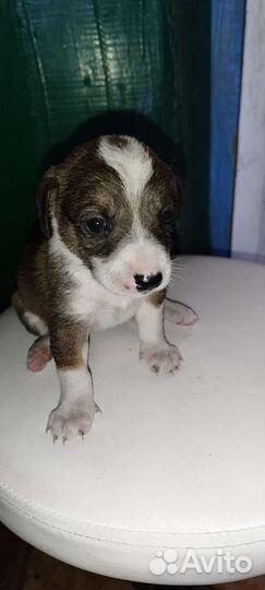 Щенки от лайки