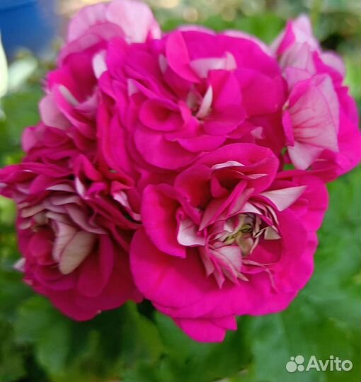 Пеларгонии зонартики