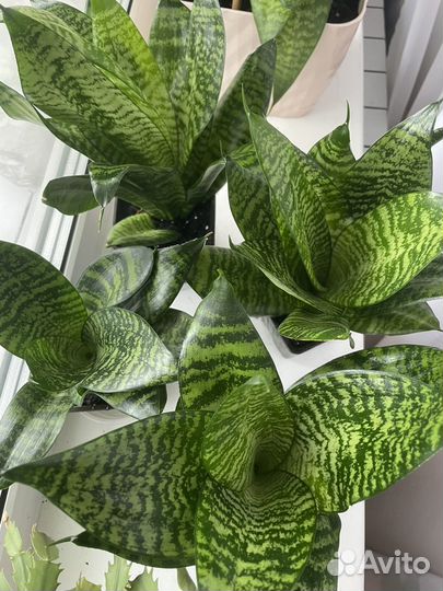 Сансевиерия ханни