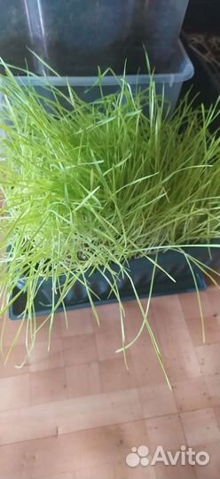 Трава для кошек