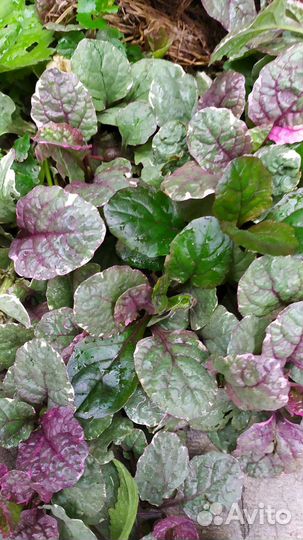 Анемона лесная. Гейхера. Живучка