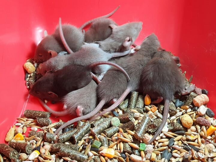 Крысята Дамбо шоколад (3 недели) на Новый год