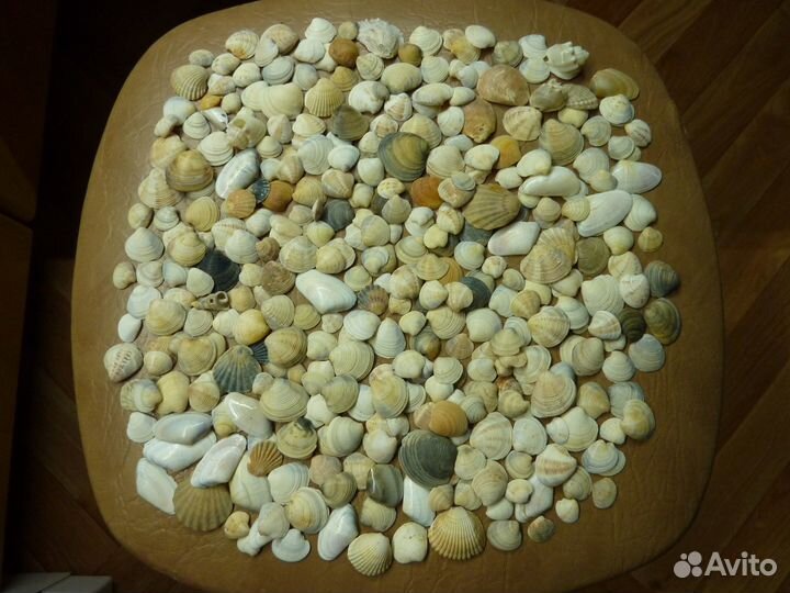 Ракушки и камни для аквариума