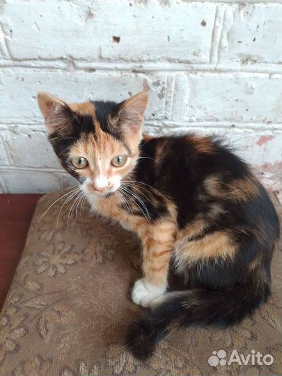 Отдам в добрые руки двухмесячных котят