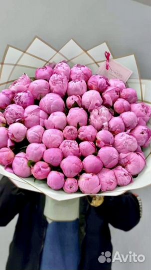 Голландские пионы