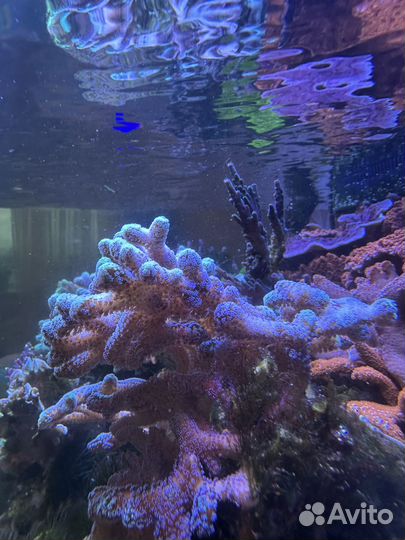 LPS и SPS жесткие коралы в морской аквариум