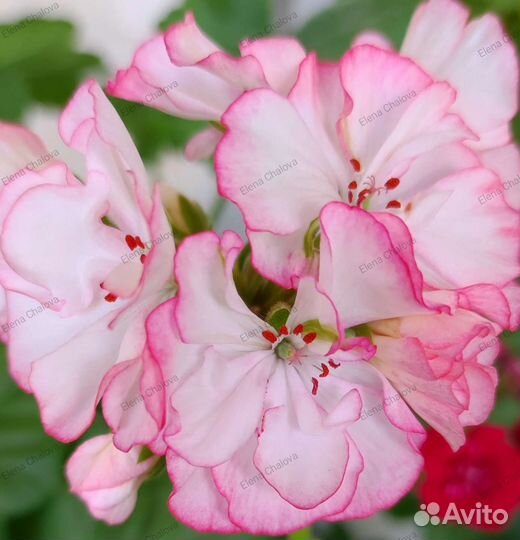Пеларгония герань сортовая