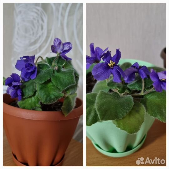 Фиалка обмен