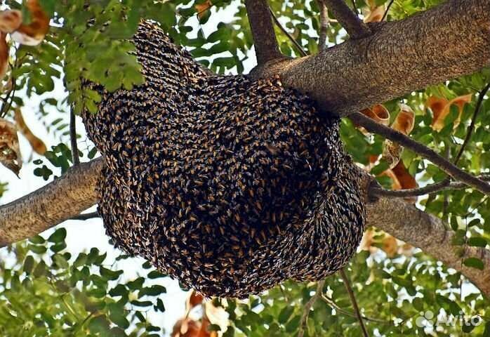 Сниму рой пчёл