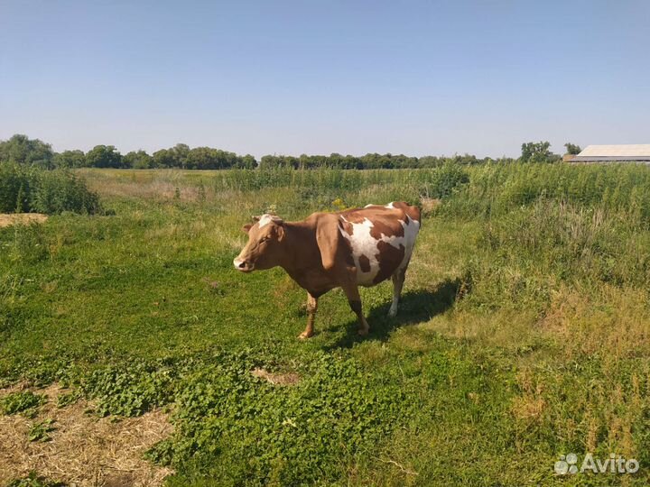 Корова дойная