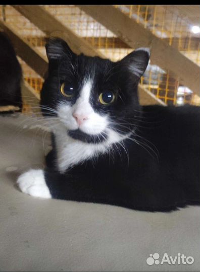 Кошка в добрые руки бесплатно