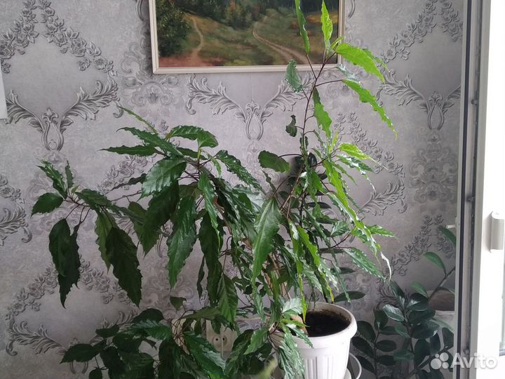 Гибискус китайская роза