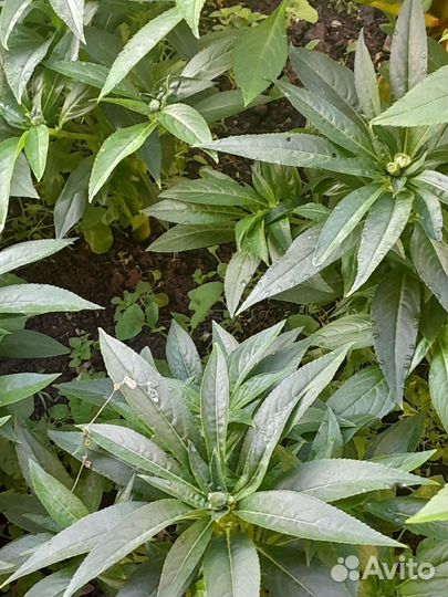 Бальзамин махровый