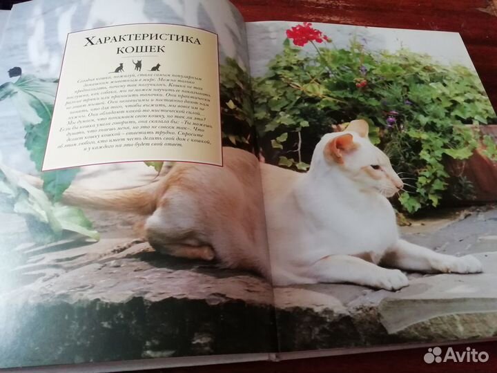 Всё о кошках. Энциклопедия. Пэдди Каттс