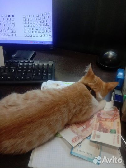 Особенный котенок Симба