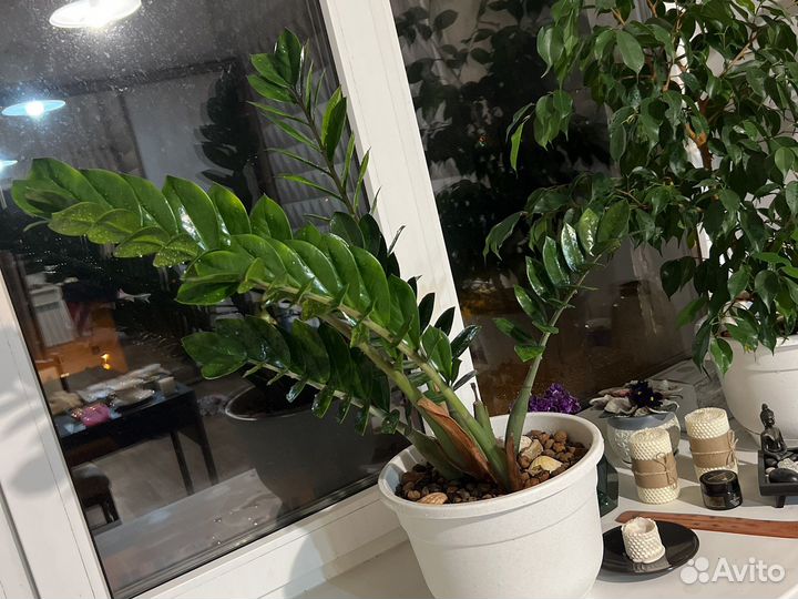 Замиокулькас