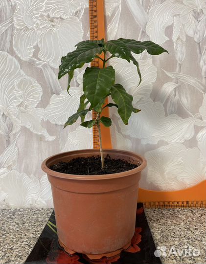 Кофейное дерево