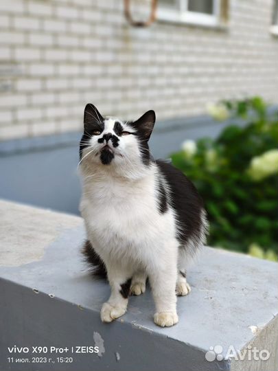 Классный кот Марик ищет дом