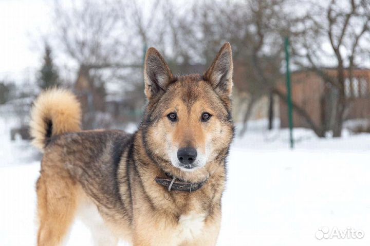 Собака из приюта в добрые руки