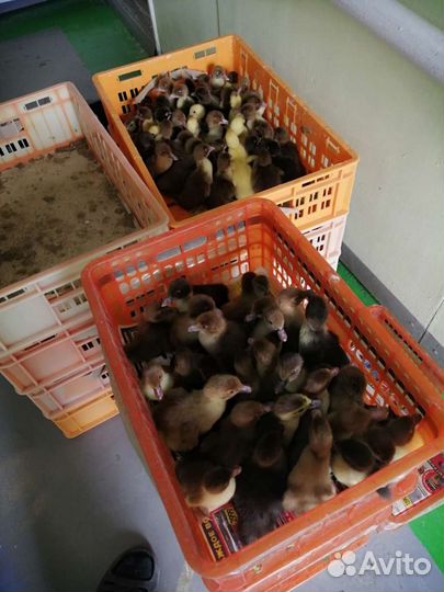 Бройлер, Утята, Гусята, Несушка, Мулард