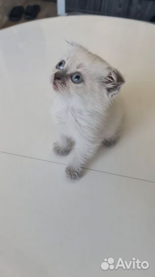 Кошки страйт и фолд