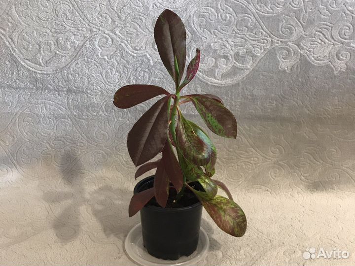 Синадениум granta