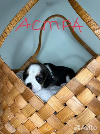 Щенки бигль