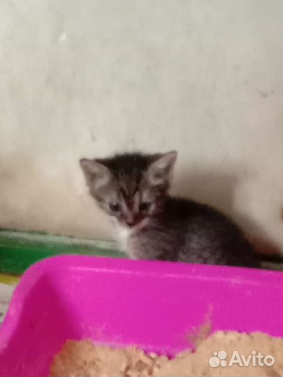 Котята в дар