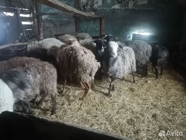 Овцы бараны ягнята