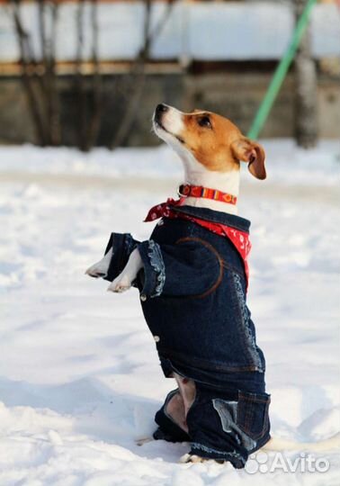 Одежда для собак