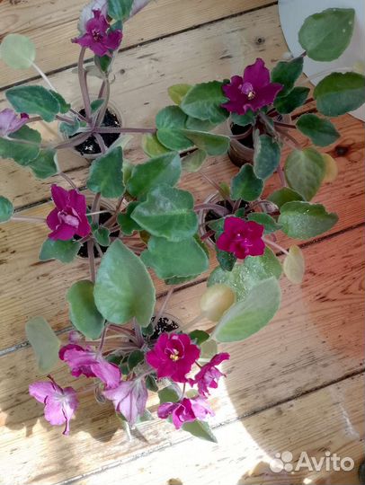 Цветущие фиалки